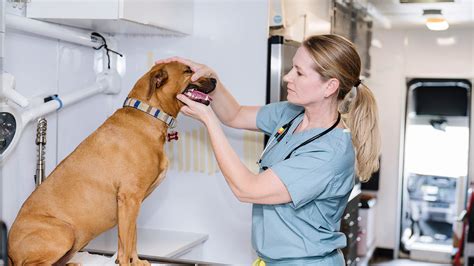 Veterinary Specialty Center of <b>Tucson</b>. . Lowcost emergency vet tucson